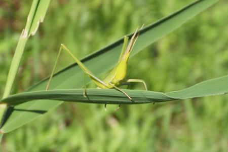 ショウリョウバッタ