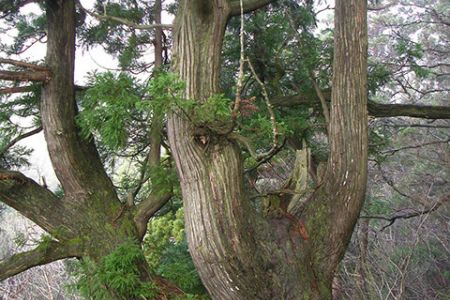 sugi4-crop-u14737.jpg