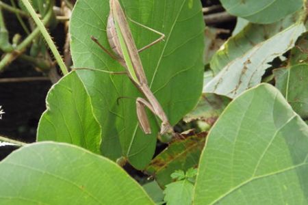 カマキリ